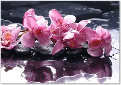 Produktbild von Tulup® Glas-Bild - 100 x 70 - Wandbild aus Glas - Wandkunst - Wandbild hinter gehärtetem Sicherheitsglas - Blumen & Pflanzen - Rosa Orchidee - Rosa