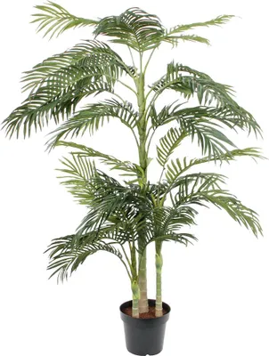 Produktbild von Palme Areca Golden Cane, 190 cm - Grün