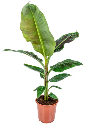 Zdjęcie produktu dla Bloomique - Musa Dwarf Cavendish - Bananowiec - Roślina doniczkowa - Oczyszczająca powietrze - Przyjazna dla zwierząt - Wysokość 80-100 cm - Doniczka 21 cm
