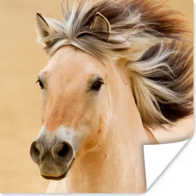 Produktbild von MuchoWow® Poster Pferde - Tiere - Mähne - Porträt 100x100 cm - Babyzimmer