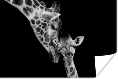 Produktbild von MuchoWow® Poster Porträt - Giraffe - Tiere - Schwarz - Weiß 60x40 cm - Schlafzimmerdekoration