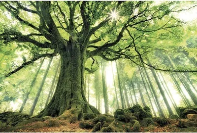 Produktbild von Leinwandbild Green Giant 150x100 cm