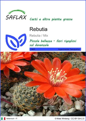 Immagine prodotto di SAFLAX  - Rebutia  - 40 semi - Rebutia