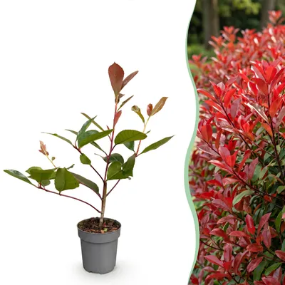 Produktbild von GreenboutiQ - Heckenpflanzen - Photnia fraseri Red Robin - Blatt rot grün - 8 Pflanzen - 1 laufender Meter - immergrün - Topf 9cm Höhe 30-35cm