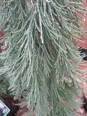 Produktbild von Überhängender Mammutbaum - Sequoiadendron giganteum Pendulum - 40-60cm
