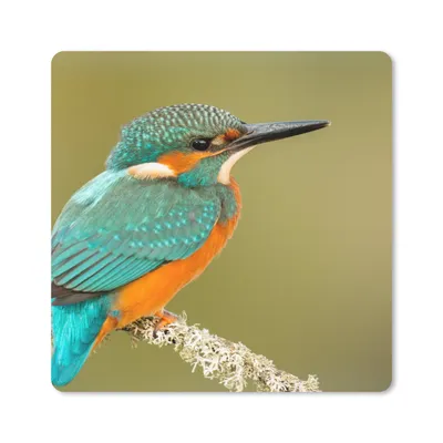 Produktbild von MuchoWow® Mauspad Mousepad Eisvogel - Tiere - Vogel 30x30 cm - Mousepads - Maus Mat - Pad - Mausunterlage - Gaming