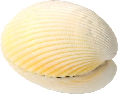 Produktbild von EDUPLAY 130268 Wundermuschel ca. 4,5 cm unter Wasser entfaltet sich eine echte Meereskoralle 10-15 cm (Farbe zufällig, 1 Stück)