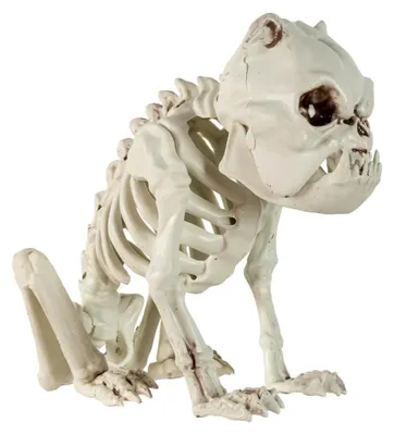 Produktbild von Bulldogge Hundeskelett Dekoration 24 cm