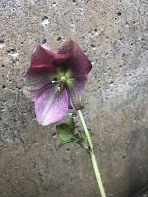 Obrázek produktu pro 6 x Helleborus orientalis 'Red Hybrids' - čemeřice - květináč 9 x 9 cm