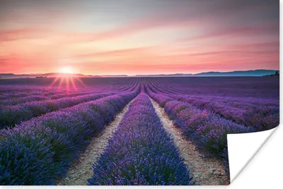 Produktbild von MuchoWow® Poster Lavendel - Lila - Blumen - Himmel 60x40 cm - Schlafzimmerdekoration
