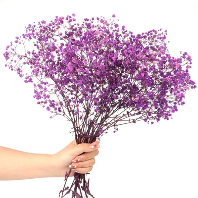 Trockenblumenstrauß Gypsophila, lila, 70 g, 40-43 cm
