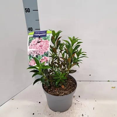 Zdjęcie produktu dla Kalmia lat. „Tiddlywinks” – kalmia | 25–30 cm w doniczce