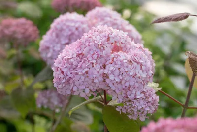 Produktbild von Hydrangea arborescens 'Candybelle' Bubblegum, rosa, 60–80 cm