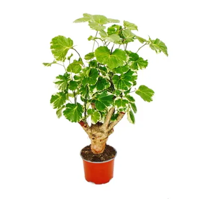 Zdjęcie produktu dla Biala pierzasta aralia - Polyscias balfouriana - latwa w pielegnacji roslina doniczkowa - doniczka 12 cm