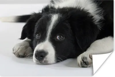 Produktbild von MuchoWow® Poster Ein Border Collie liegt auf dem Boden 30x20 cm - Plakate - Print