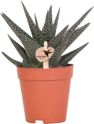 Produktbild von Kolibri Greens | Grünpflanze - Sukkulente Haworthia Royal Highnness - Topfmaat Ø9cm - grüne Zimmerpflanze - frisch aus der Gärtnerei