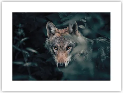 Produktbild von Poster - Poster ohne Rahmen - Wolf Wald Raubtier - 40x30 cm - Wand Bild - Wanddeko - Wandbilder - Kunstposter - Wandposter - Bilder - Kunstdruck - Wanddekoration - Wandbild - P2XAA40x30-5053