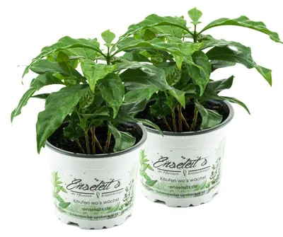 Produktbild von Enseleits Echter Kaffee (Kaffeepflanze), coffea arabica 2er Set