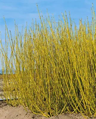 Produktbild von Cornus sericea 'Flaviramea', Gelbholz-Hartriegel, 80–100 cm