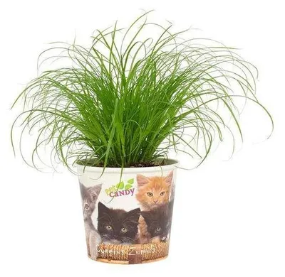 Immagine prodotto di Solidchoice - Ciotola multicolore per cibo per gatti, 12 cm