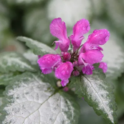 Produktbild von 6 x Taubnessel - Lamium maculatum 'Beacon Silver' | Topf 9cm x 9cm