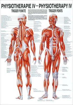 Produktbild von Triggerpunkte Poster Anatomie 70x50 cm medizinische Lehrmittel