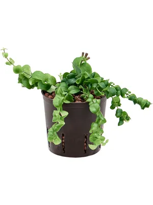 Obrázek produktu pro Nieuwkoop Europe BV Aeschynanthus lobbianus Scoubidou, průměr 13 cm - hydroponie