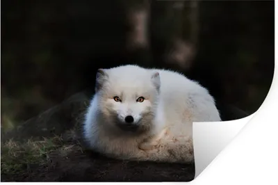 Produktbild von MuchoWow® Wandtattoo Wandsticker Wandaufkleber Fuchs - Porträt - Weiß 60x40 cm Selbstklebend und Repositionierbar - Wierderverwendbar - Selbstklebend