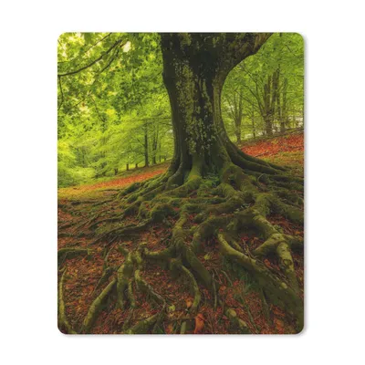 Produktbild von MuchoWow® Mauspad Mousepad Baum - Wald - Herbstblätter 30x40 cm - Mousepads - Maus Mat - Pad - Mausunterlage - Mausmatten
