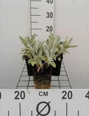 Produktbild von 6 x  Stachys byz. 'Silver Carpet' - Ziest - Topf 9 x 9 cm