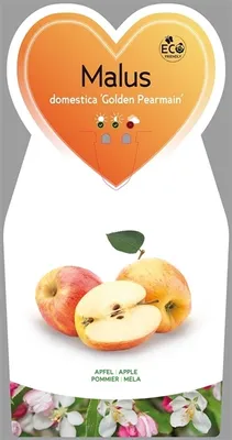 Zdjęcie produktu dla Malus domestica Golden Pearmain ok. 120 cm - Złota grusza - Złoty świerk - Jabłoń