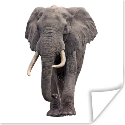 Produktbild von MuchoWow® Poster Elefant - Afrika - Weiß 75x75 cm - Wand Dekoration