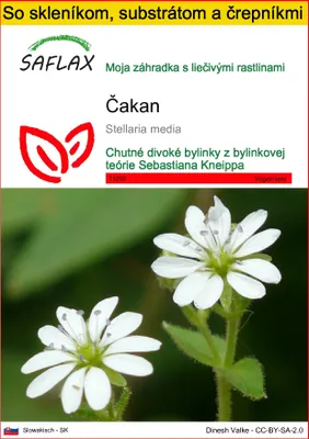 Obrázok produktu pre SAFLAX Kultivačný set - čakan - Stellaria media - 1000 Semená - S mini skleníkom, pestovateľským substrátom a 2 črepníkmi