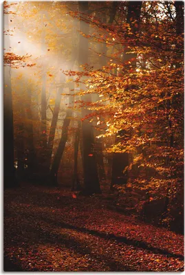 Produktbild von ARTland Leinwandbild Sonnenaufgang im Herbst Größe: 40x60 cm