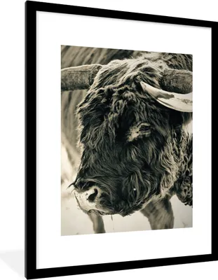 Produktbild von MuchoWow® Gerahmtes Poster Schottischer Highlander - Schnee - Hörner 60x80 cm - Poster mit Schwarzem Bilderrahmen Wandposter Rahmen Foto Bilder - Wohnzimmer - Dekorationen - Prämie