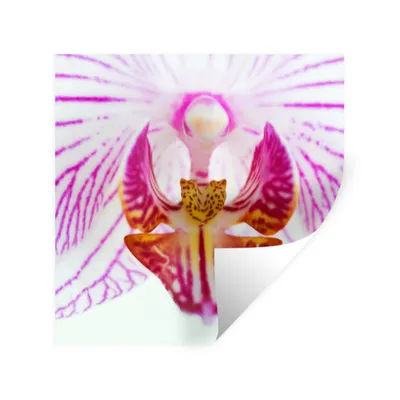 Obrázok produktu pre MuchoWow® Nálepka na stenu - Detail orchidey - 30x30cm - Samolepiaca a polohovateľná
