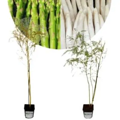 Produktbild von Set mit 2 Spargelpflanzen (Asparagus officinalis) – 'Vegalim', 'Vitalim' – Grün und Weiß – 2-Liter-Topf
