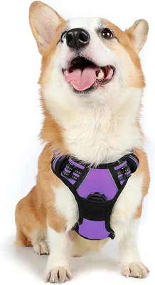 Produktbild von Hundemantel, leuchtend oder atmungsaktiv, einstellbar und schmiegsam für große, mittelgroße oder kleine Hunde und Welpen.