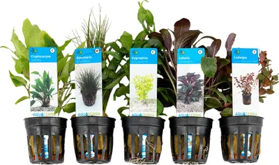 Zdjęcie produktu dla Bloomique - Mix 5 - Rośliny akwariowe - Rośliny słodkowodne - Rośliny oczyszczające - Rośliny natleniające - Ludwigia, Hygrophila, Eleocharis, Lobelia, Cryptocoryne - 5-20 cm wysokości