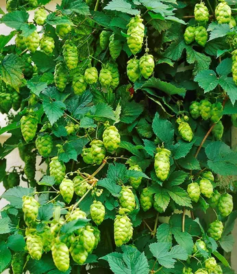 Produktbild von BALDUR Garten 2x Hopfen, Pflanzen im 1,5-Liter-Topf, sehr guter Duft, Höhe von bis zu 3,5 m, winterharte, mehrjährige Kletterpflanze, pflegeleicht, attraktiver Fruchtbehang
