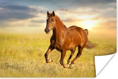 Produktbild von MuchoWow® Poster Pferd - Sonne - Gras - Tier 180x120 cm - Fotoplakat