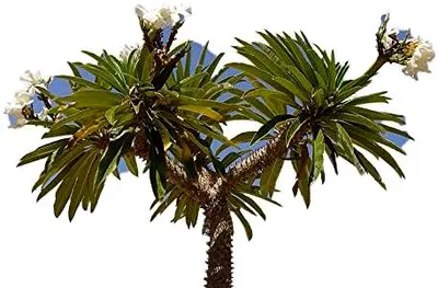 Produktbild von Madagaskar Palme 10 frische Samen