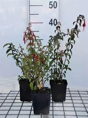 Obrázok produktu pre 6 x Fuchsia hybr. 'Riccartonii' - Fuchsia - kvetináč 9 x 9 cm
