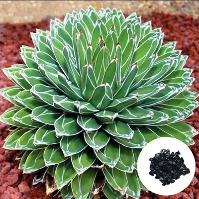 Obrázok produktu pre Semená Agave Victoriae-Reginae - balenie 5 ks - Exotické semená - Mrazuvzdorná - Agáve kráľovnej Viktórie