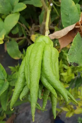 Image de Citrus medica 'Digitata' greffé sur Volkameriana / Cédratier Main de Bouddha