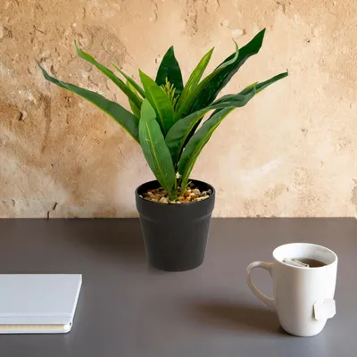 Produktbild von Künstliche Pflanze - Heimdekoration - Dracaena - 20 x 8,5 cm 1 Stück [11891A], KI-generiertes Bild