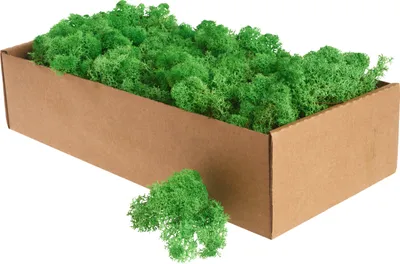 Produktbild von XXL Islandmoos, ca. 400 g Maigrün