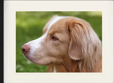 Produktbild von Hunde Gerahmtes Bild Mit Edlem Passepartout | Wand-Bilder | Im Bilderrahmen - Kanadischer Retriever (60 x 80 cm)