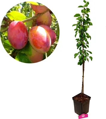 A plum tree sapling in a pot next to a close-up of plums on a branch.