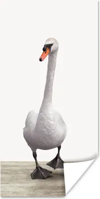 Produktbild von MuchoWow® Poster Schwan - Tiere - Vogel - Jungen - Mädchen - Kinder 60x120 cm - Wandschmuck